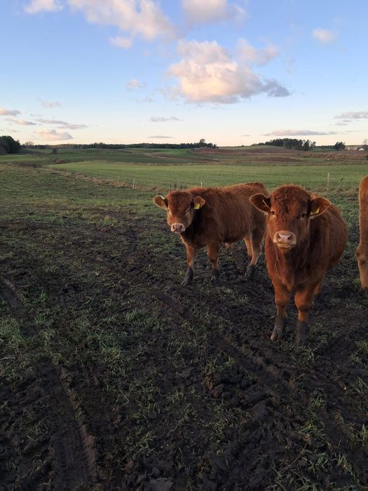 Odsadki byczki jałówka lm limousine
