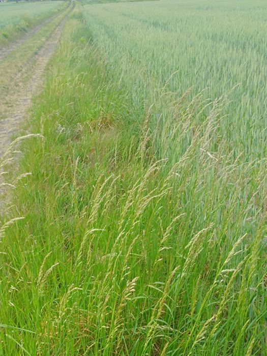 Działki z możliwością budowy - Widok 5