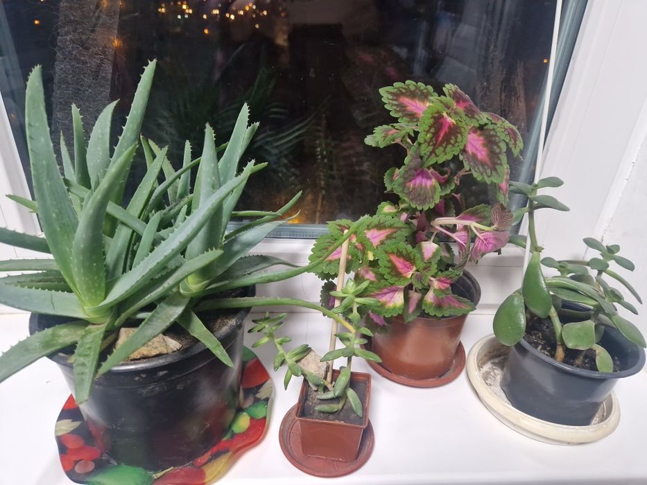 Продам недорого комнатные растения