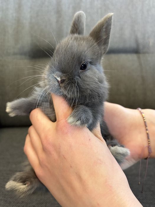 Królik miniaturka karzełek Teddy Mini Lop