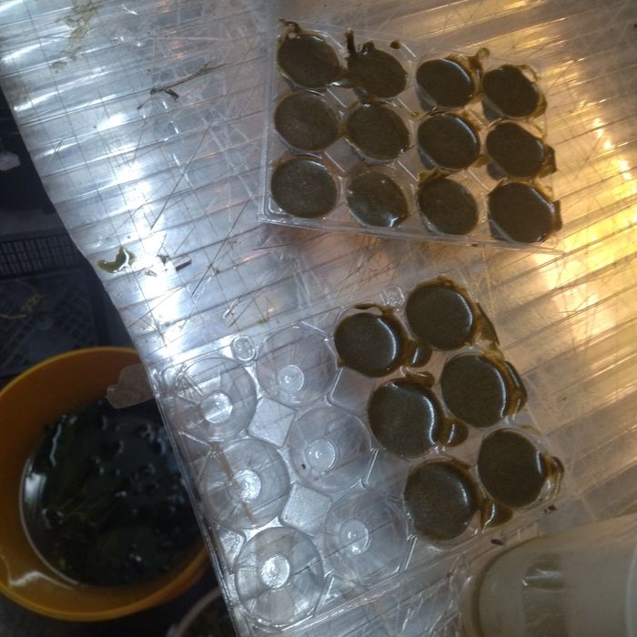 Rotiferos alimento para alevinos pequenos