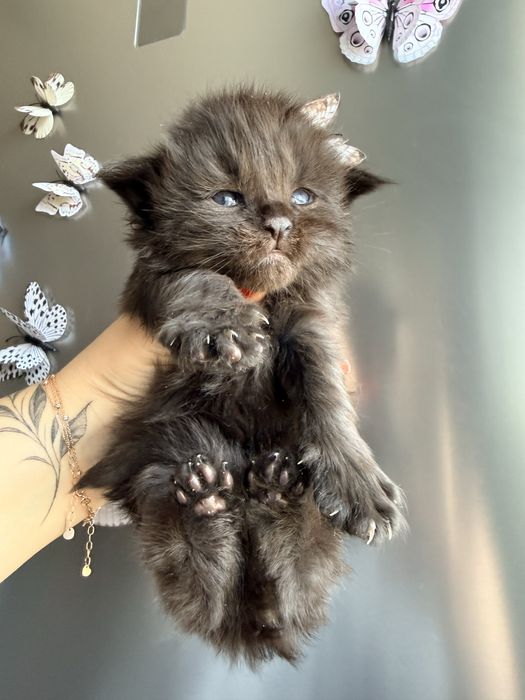 Хлопчик Велетень бронювання 2 тижні