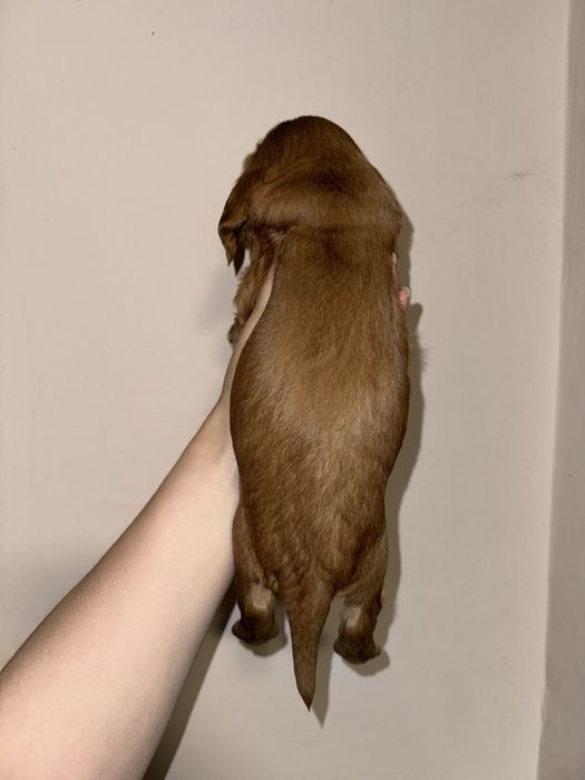 Супер класний хлопчик кокер