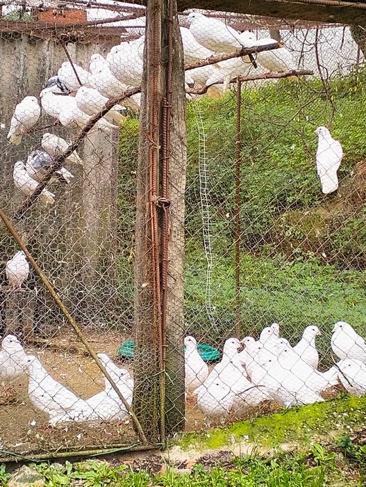 Pombos e Pombas Brancos vila velha rodão