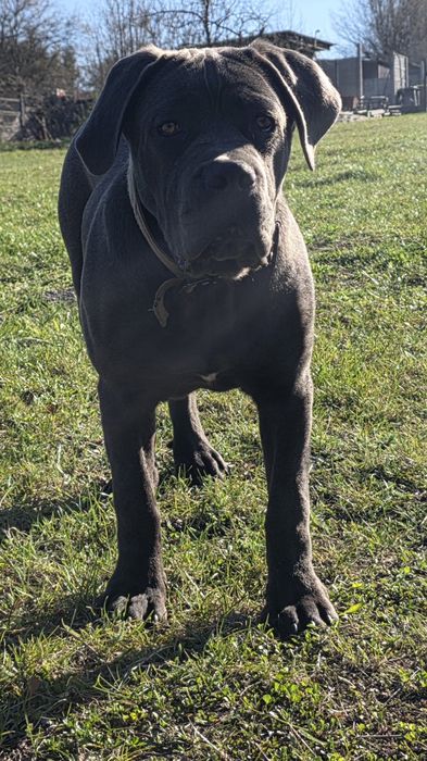 Cane Corso Italiano SUCZKA BŁĘKITNA (7 miesięczna)