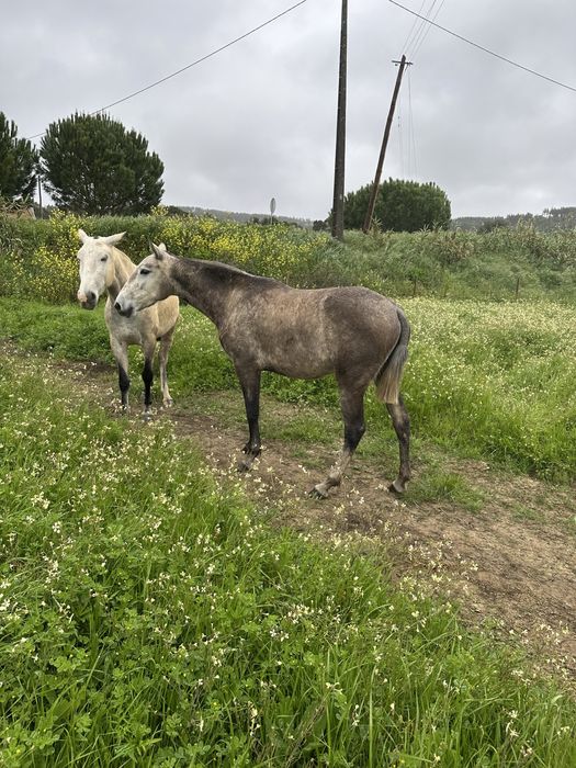 Poldra Lusitana com 3 anos