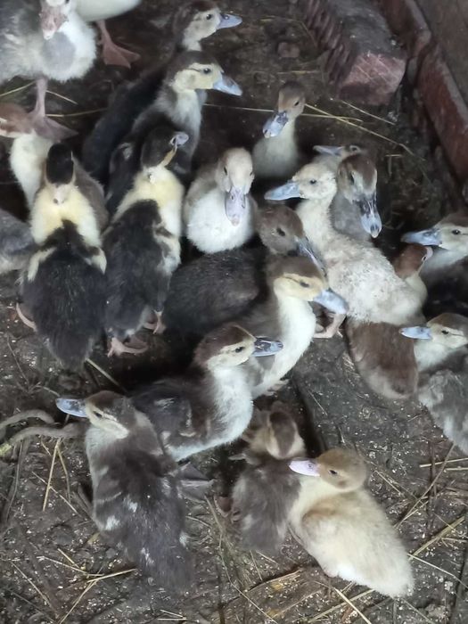 продам каченят шипуни