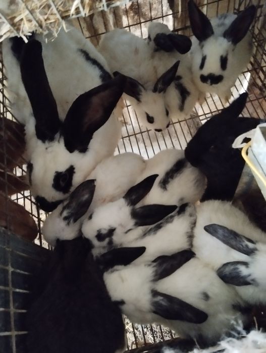 Vendo coelhos para fazer criação ou para consumo