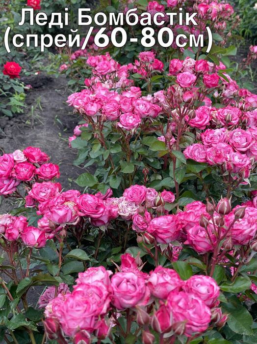 Саженцы роз, Спрей, Троянди Чайно гибридні, Флорибунда