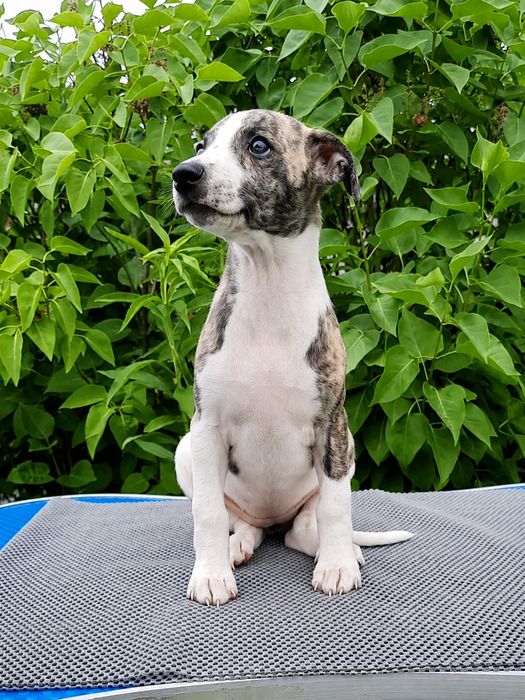 Chart angielski whippet suczka