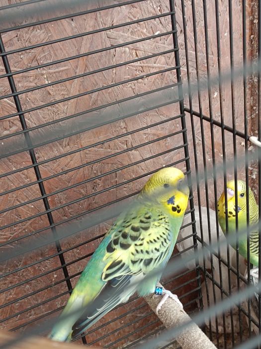 Sprzedam samicę falistą