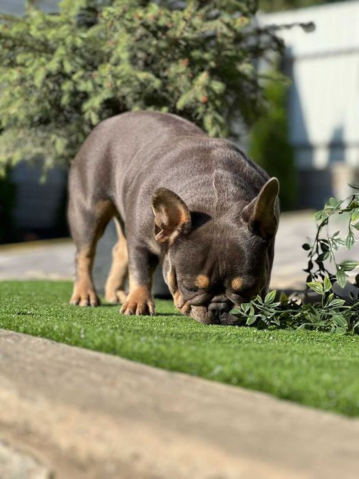 Молода 3 роки дівчинка фр. бульдога в блакитному забарвленні В РОДИНУ!