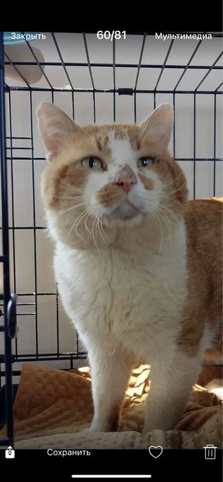 Отдам бесплатно даром в добрые руки  котика