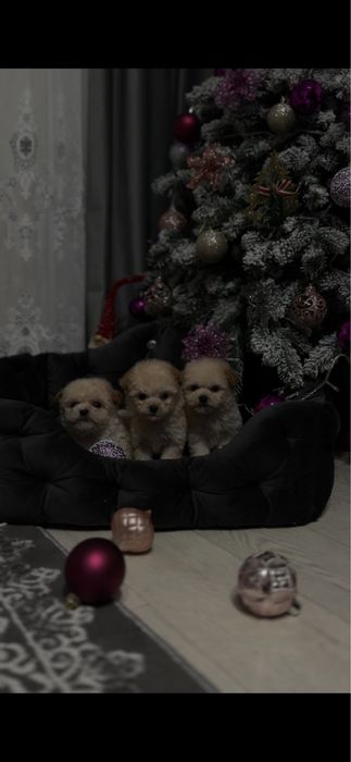 Міні Мальтипу ф1 цуценята карамельні