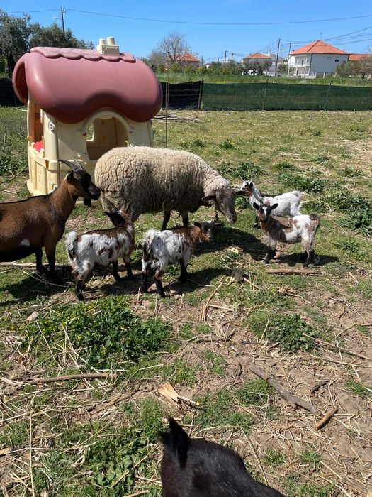 Vendo cabritas  anãs