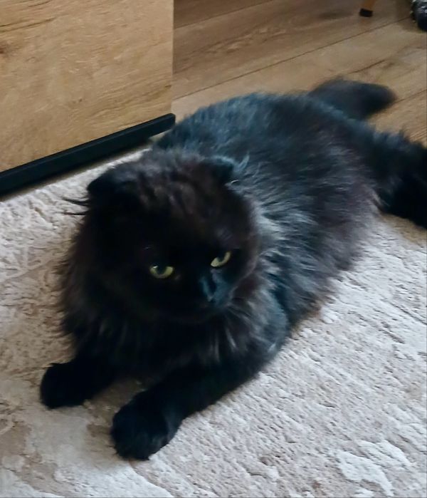 Кот молодой вислоухий шотландец кіт висловухий