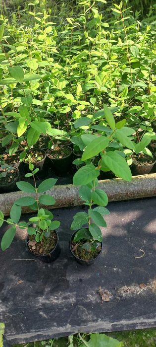 саджанці жимолості жимолость їстівна саженцы польський сорт канадський