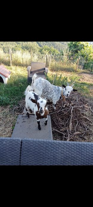 Minitura cabrito
