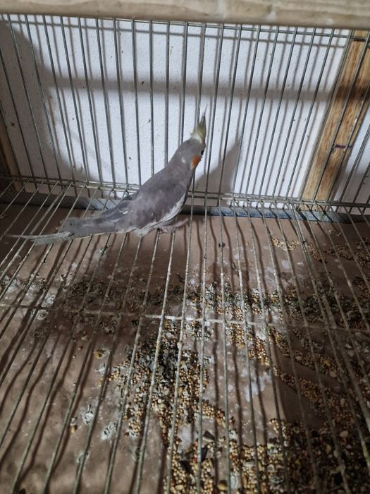 Roseicollis e caturras final 2025