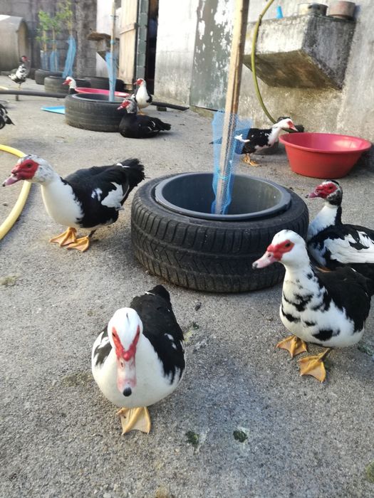 OVOS de pata Frescos Para chocadeiras...