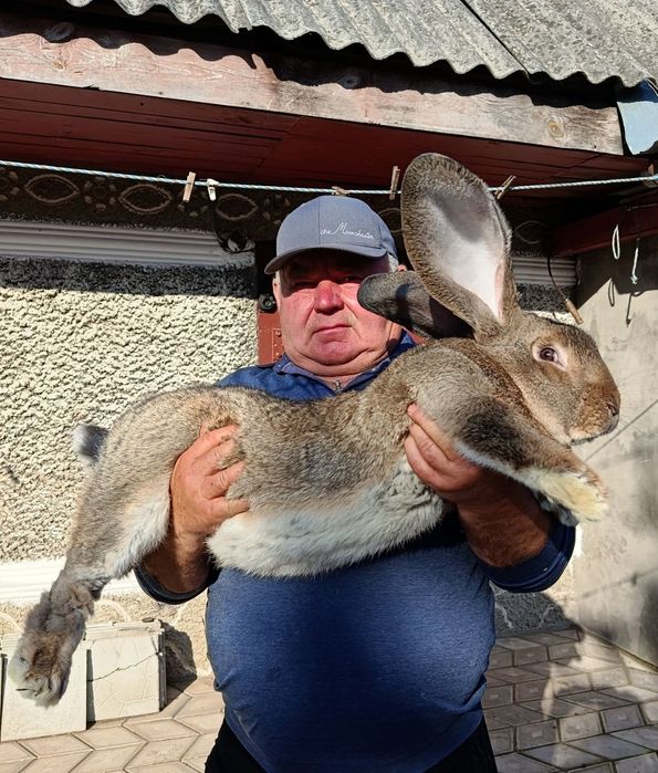 Кроли та кроленята