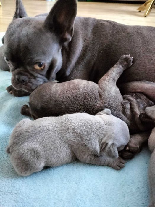 Buldog francuski blue