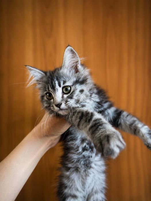 кошеня мейн-кун