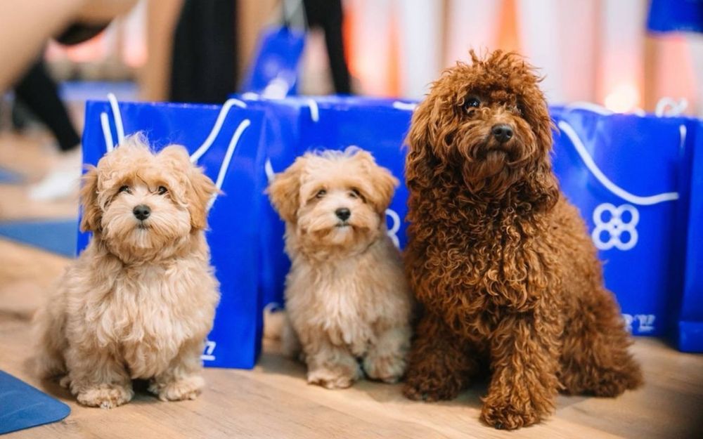Мальтипу | Maltipoo