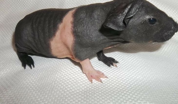 Sprzedam młode świnki morskie różne rasy