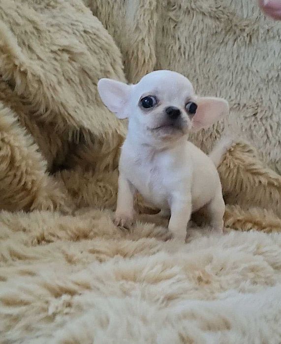 Яскравий міні малюк