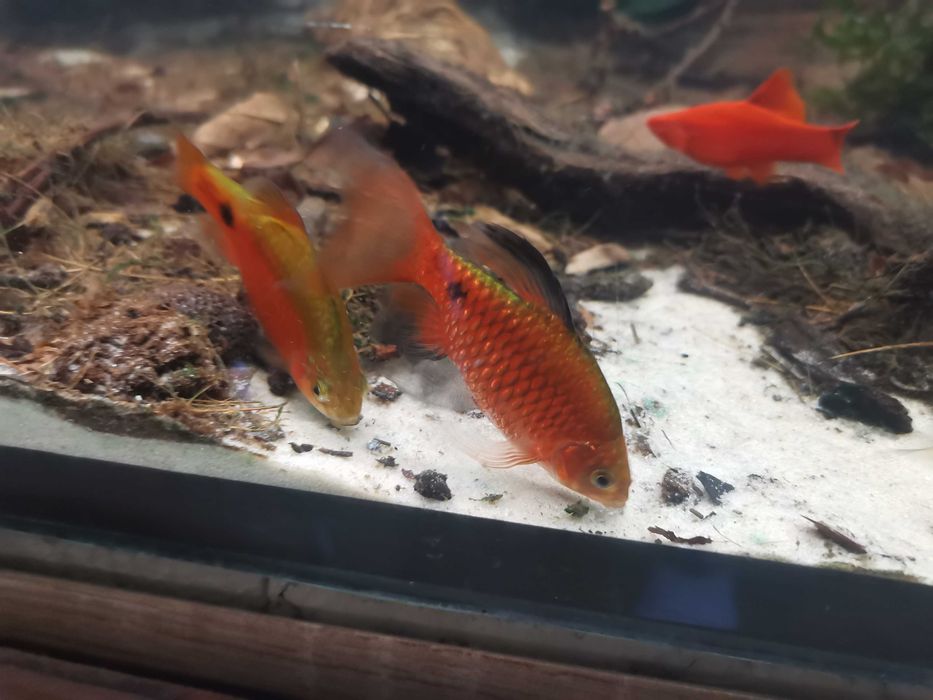 Brzanka różowa, pethia conchonius, karmówka