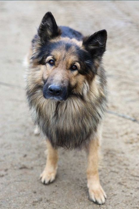 Piesek okolo 6 lat
