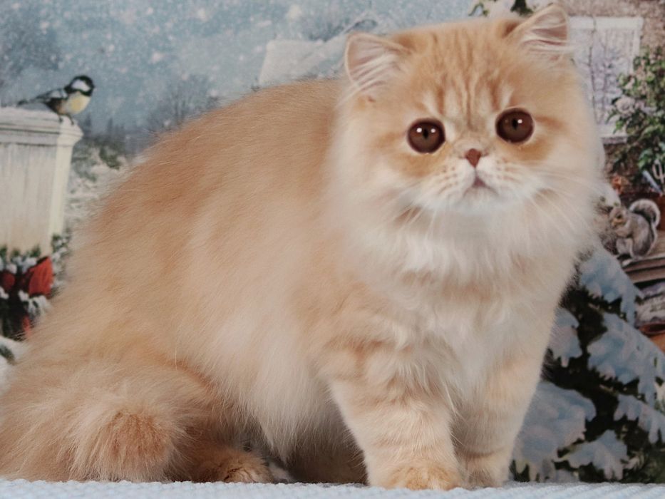 Перський красень в пошуках родини