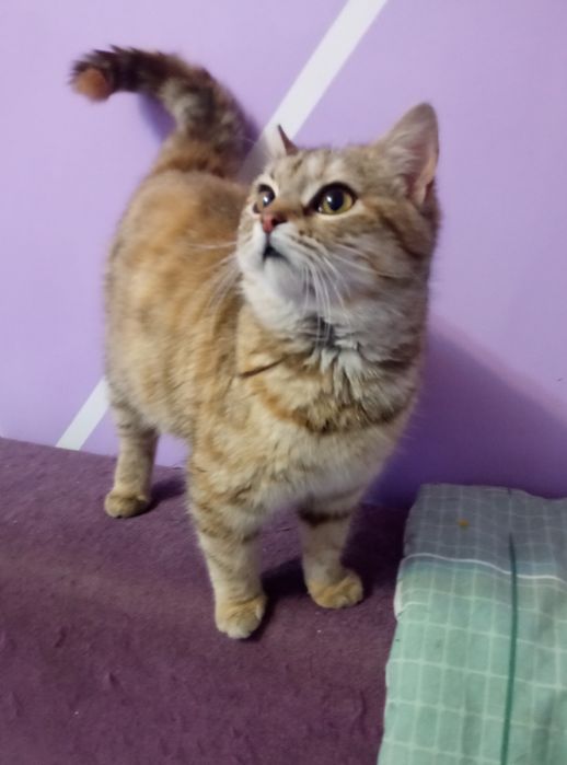 Даша проситься в сім'ю