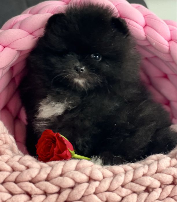 ***Szpic Miniaturowy,Pomeranian-cudowna puchata sunia***