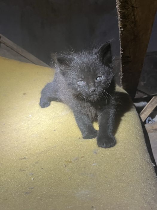 Котики у родину.Котик.Киця
