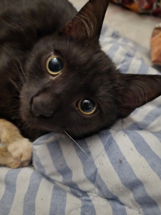 Cudowny o aksamitnym czarnym futerku kociak kocurek do adopcji