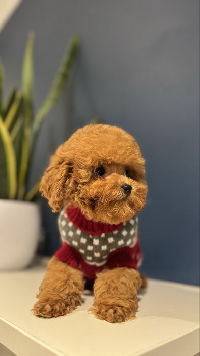 Pudel Red Toy Sunia z rodowodem FCI