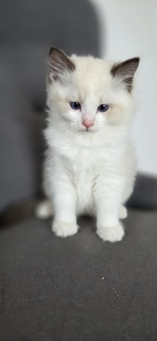 Kotek RAGDOLL kocurek seal  Bicolour