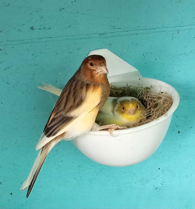 Canarios para venda bons cantadores e bons criadores