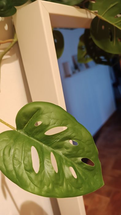 Costela de Adão/era para decoração