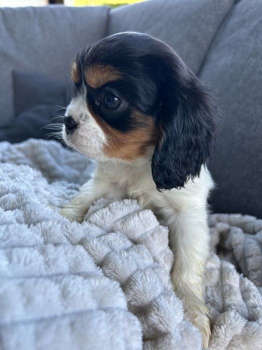 Suczka tricolor Cavalier King Charles Spaniel