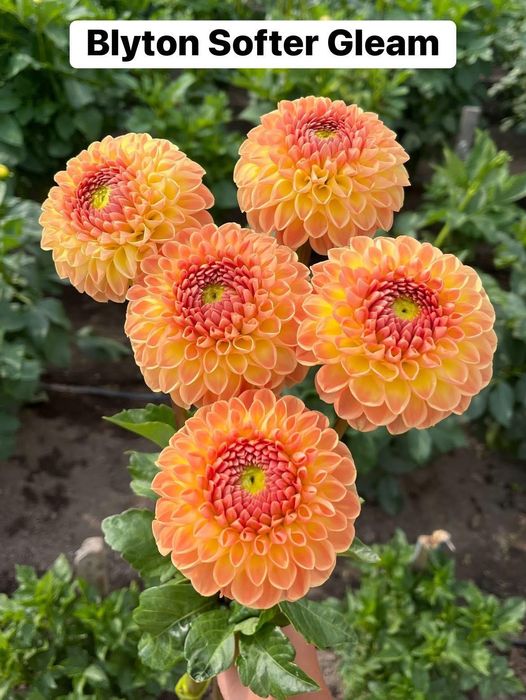 Жоржини декоративні,помпонні