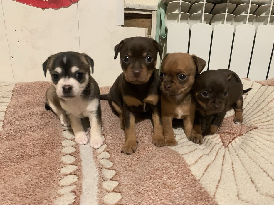 Цуценята той-тер’єра | готові до переїзду