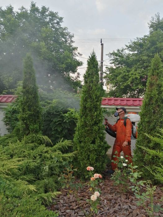 Стрижка хвойных любых размеров,обрезка фруктовых,обработка, садовник