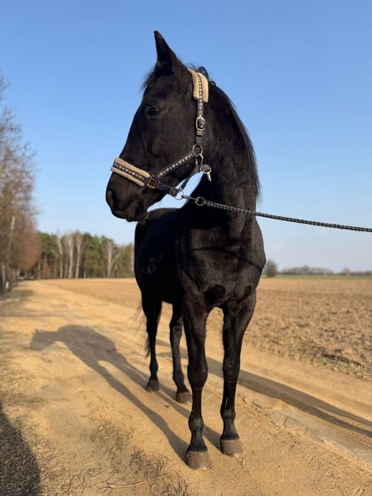 PILNIE SPRZEDAM Sprzedam matka z corka wielkopolska , kara , srokata