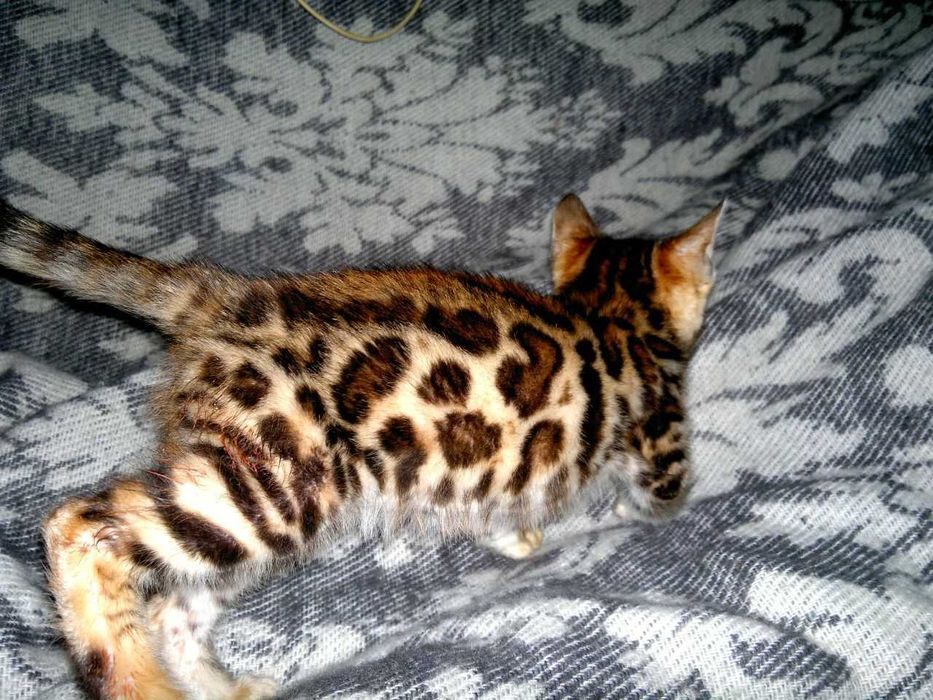 Шикарна бенгальська манюшечка з документами