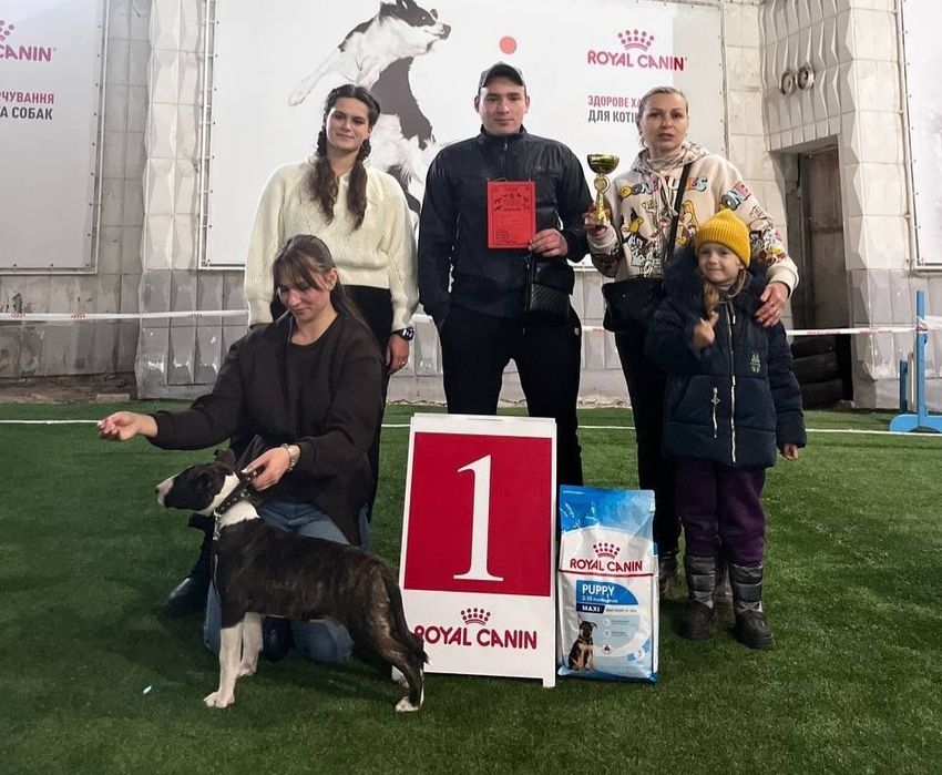 Цуценя Бультер`єра