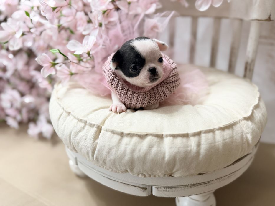 ***Xxs maleńka krótkowłosa dziewczynka chihuahua mini xxs cudo***