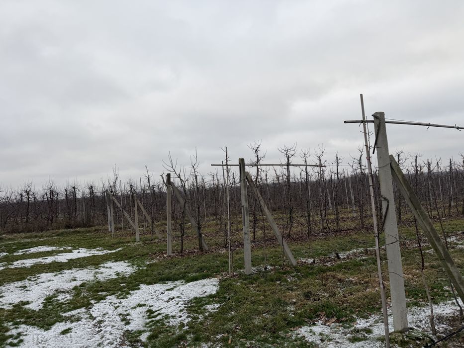 Sad jabłoniowy - Grzymkowice